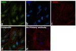 SOD1 Antibody in Immunocytochemistry (ICC/IF)