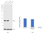 SOD1 Antibody in Western Blot (WB)