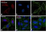 Calnexin Antibody in Immunocytochemistry (ICC/IF)