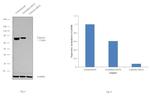 Calnexin Antibody in Western Blot (WB)