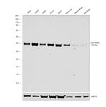 p38 MAPK Antibody in Western Blot (WB)