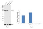 Caspase 2 Antibody in Western Blot (WB)