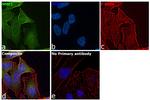 ENO1 Antibody in Immunocytochemistry (ICC/IF)