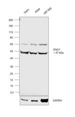 ENO1 Antibody in Western Blot (WB)