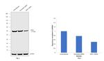 ENO1 Antibody in Western Blot (WB)