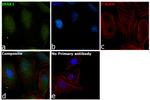 IRAK1 Antibody in Immunocytochemistry (ICC/IF)