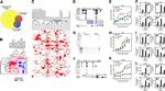 Estrogen Receptor beta Antibody in ChIP Assay (ChIP)