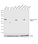 Golgi protein 58k Antibody in Western Blot (WB)