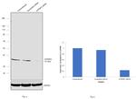 ATP6IP2 Antibody in Western Blot (WB)