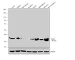 TACR1 Antibody