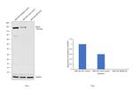 NEFM Antibody in Western Blot (WB)