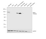 NEFM Antibody in Western Blot (WB)