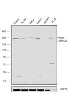 FASN Antibody in Western Blot (WB)