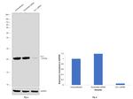 DJ-1 Antibody