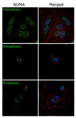 NuMA Antibody