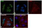 NuMA Antibody in Immunocytochemistry (ICC/IF)