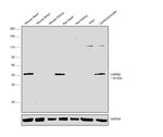 CHRM2 Antibody in Western Blot (WB)