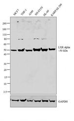LXR alpha Antibody in Western Blot (WB)