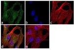 LXR beta Antibody in Immunocytochemistry (ICC/IF)