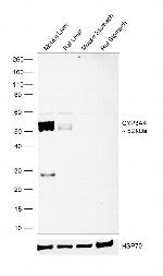 CYP3A4 Antibody in Western Blot (WB)