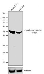 CYP3A4 Antibody in Western Blot (WB)