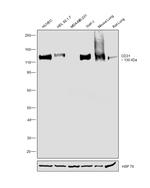 CD31 Antibody