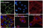 CD31 Antibody in Immunocytochemistry (ICC/IF)