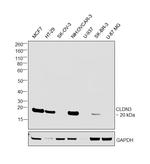 Claudin 3 Antibody in Western Blot (WB)