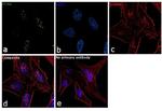 PCNA Antibody in Immunocytochemistry (ICC/IF)