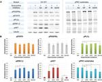 alpha Tubulin Antibody in Western Blot (WB)