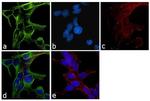 alpha Tubulin Antibody in Immunocytochemistry (ICC/IF)