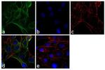 alpha Tubulin Antibody in Immunocytochemistry (ICC/IF)