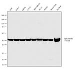 alpha Tubulin Antibody in Western Blot (WB)