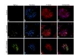 TNF alpha Antibody in Immunocytochemistry (ICC/IF)