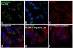 Lysozyme Antibody in Immunocytochemistry (ICC/IF)