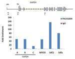 Histone H2A.X Antibody