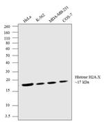 Histone H2A.X Antibody in Western Blot (WB)