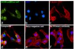 TIM-1 Antibody in Immunocytochemistry (ICC/IF)