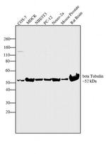 beta Tubulin Antibody in Western Blot (WB)