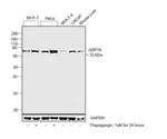 GRP78 Antibody in Western Blot (WB)