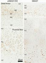 SMAD7 Antibody in Immunohistochemistry (IHC)