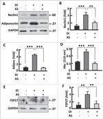 CIDEC Antibody in Western Blot (WB)