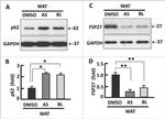 CIDEC Antibody in Western Blot (WB)