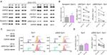 Dynamin 1 Antibody in Western Blot (WB)