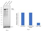 53BP1 Antibody in Western Blot (WB)