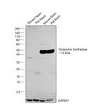 Glutamine Synthetase Antibody