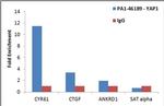 YAP1 Antibody