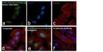 YAP1 Antibody