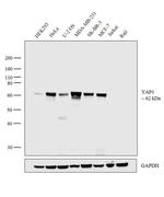 YAP1 Antibody