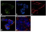 NSE Antibody in Immunocytochemistry (ICC/IF)